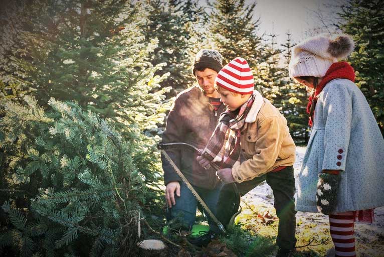 Cut Your Own Christmas Tree Permits Now Available Wild Coast Compass