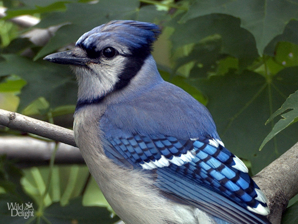 Difference Between Male And Female Blue Jays
