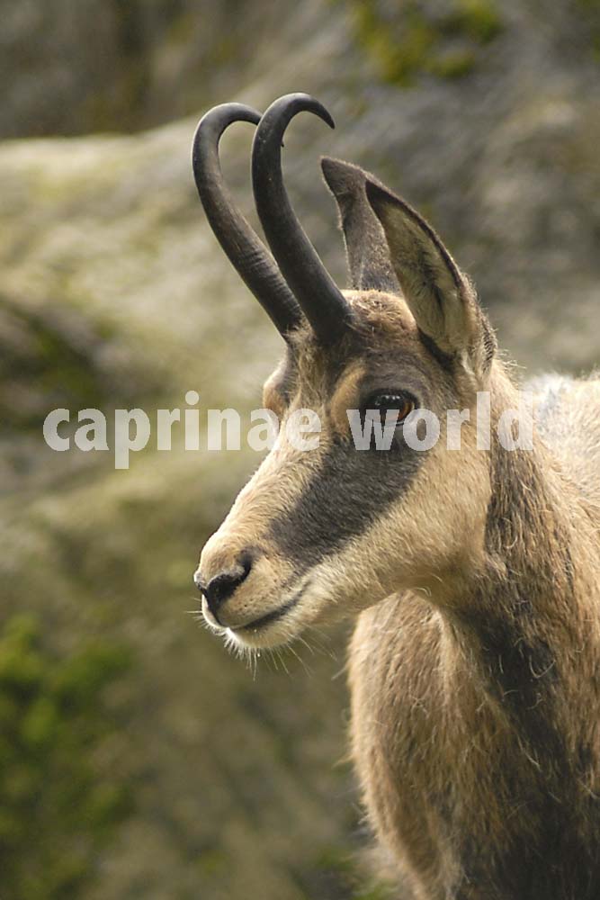 The illustrated dictionary of Caprinae horns Ralfs' Wildlife and Wild