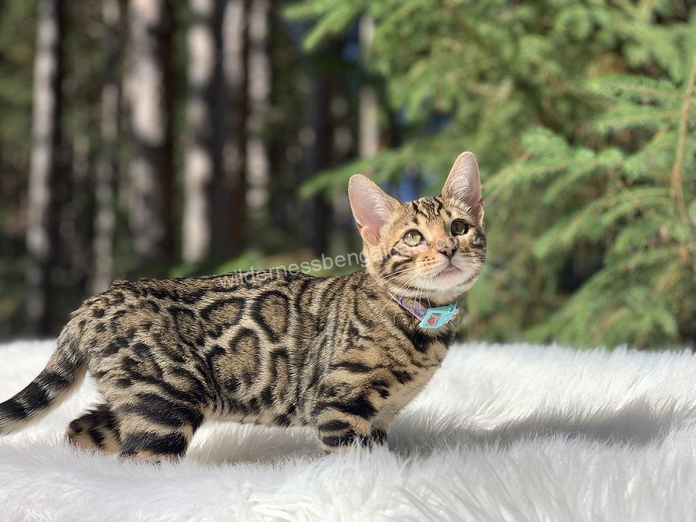 Find Your Bengal Cat Wilderness Bengal Cats