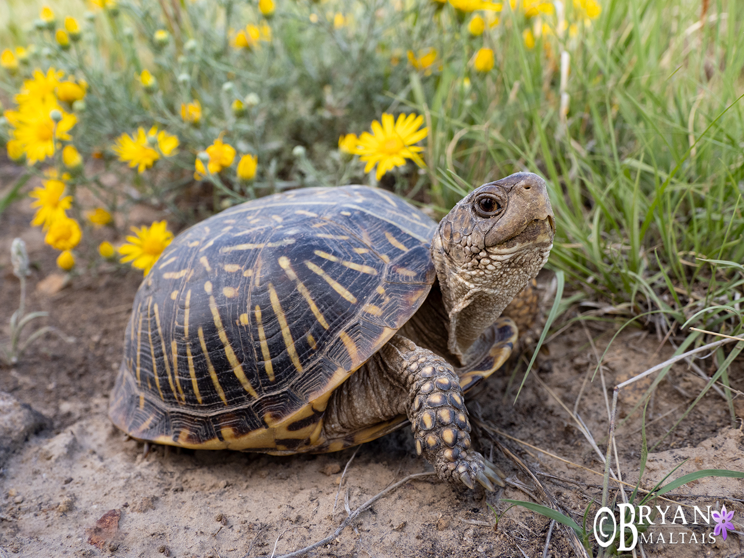 Plains Box Turtle Wildernessshots Photography