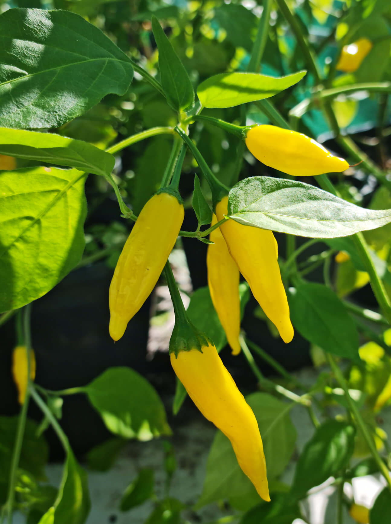 Aji Limon Chilli Seeds (Capsicum Chinense) Wildfire Chilli