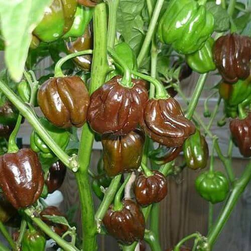 Chocolate Habanero Chilli Seeds Wildfire Chilli