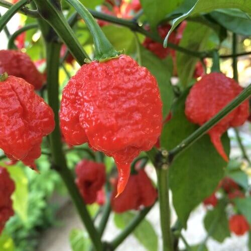 Carolina Reaper Chilli Plant 190mm Pot Wildfire Chilli