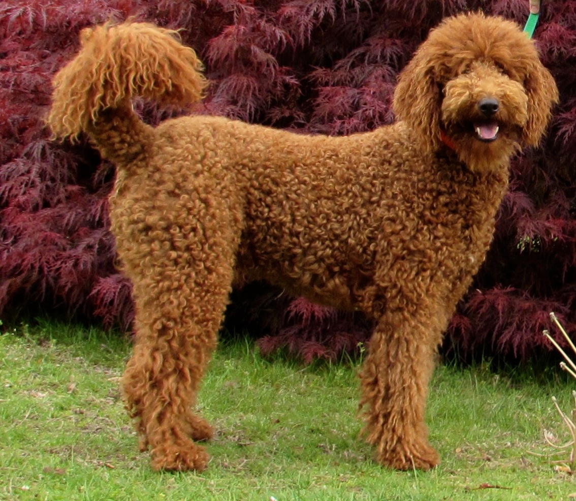 Red Standard Poodle