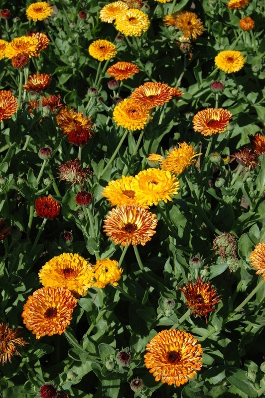 calendula flashback mix edible Calendula, Farm, Flowers