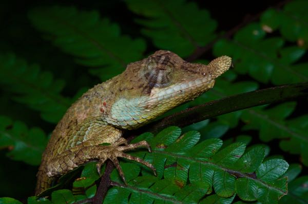 Wild Herps Leafnose Lizard (Ceratophora tennentii)