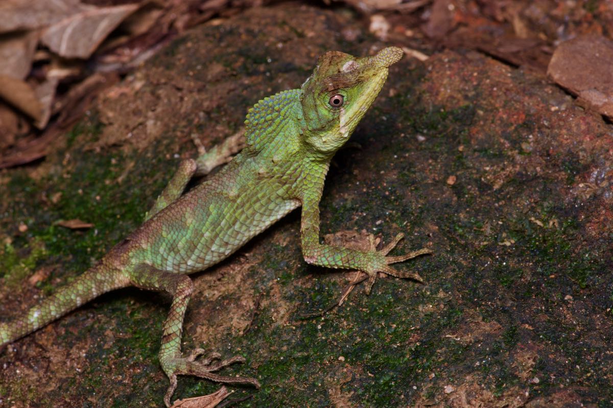 Wild Herps Leafnose Lizard (Ceratophora tennentii)