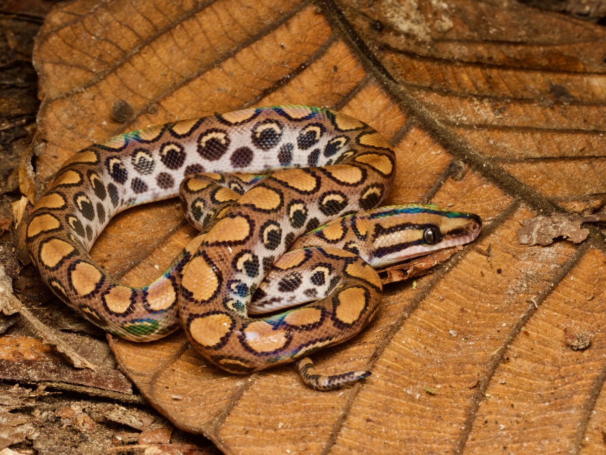 Wild Herps Western Rainbow Boa (Epicrates cenchria)