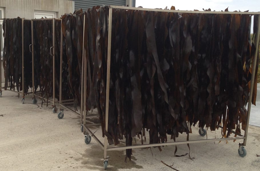 Wholesale Wild Irish Seaweed Organic Irish Seaweed Products