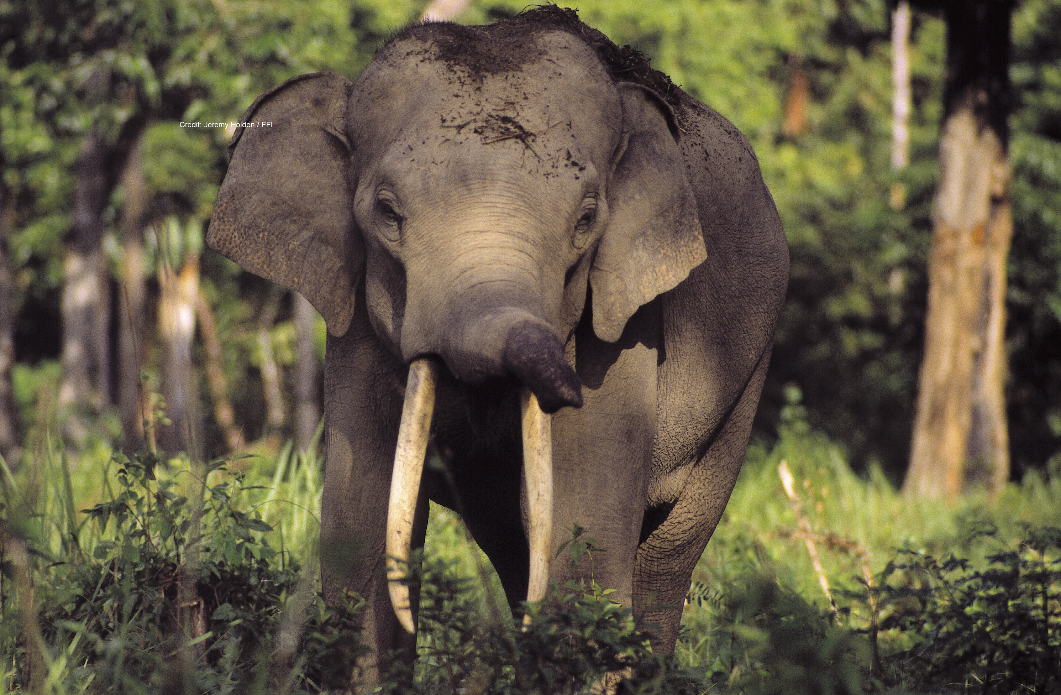 Human Wildlife Conflict Tech Challenge Asian Elephant Case