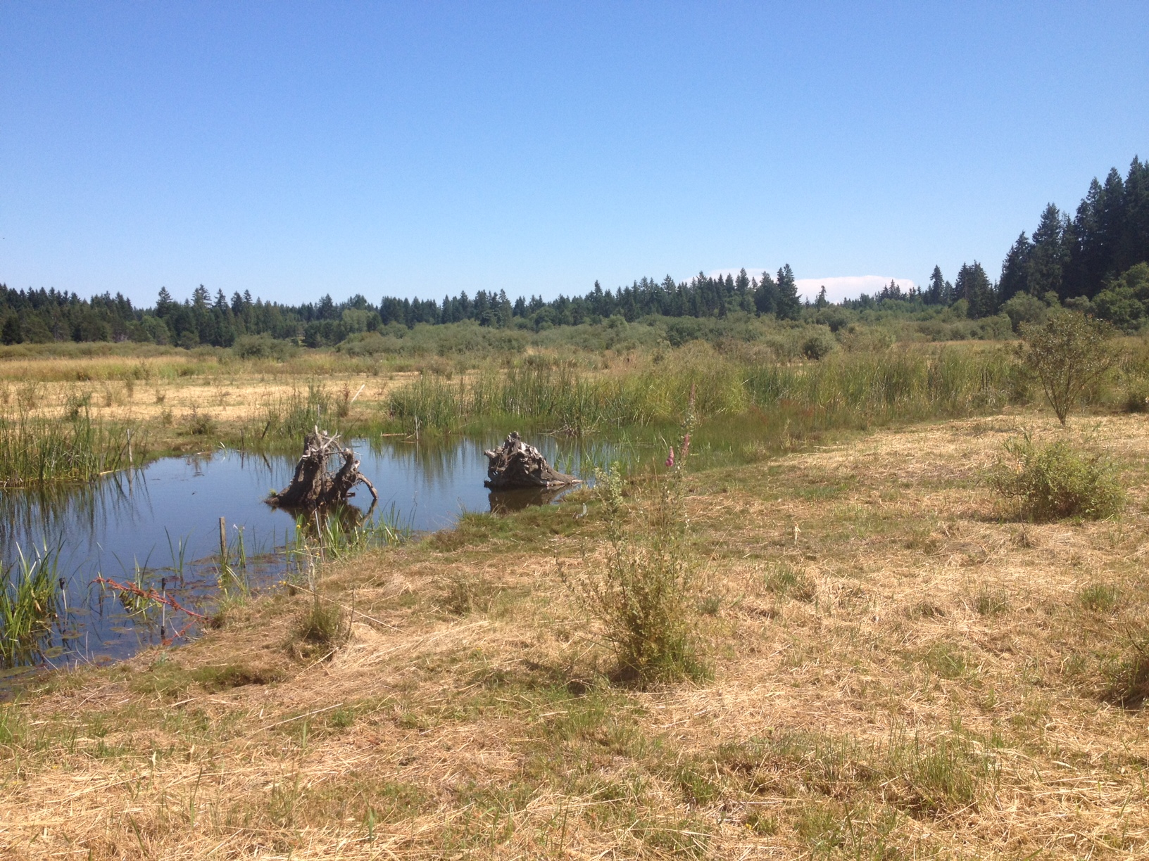 Blackjack Creek Mitigation Site Wildlands