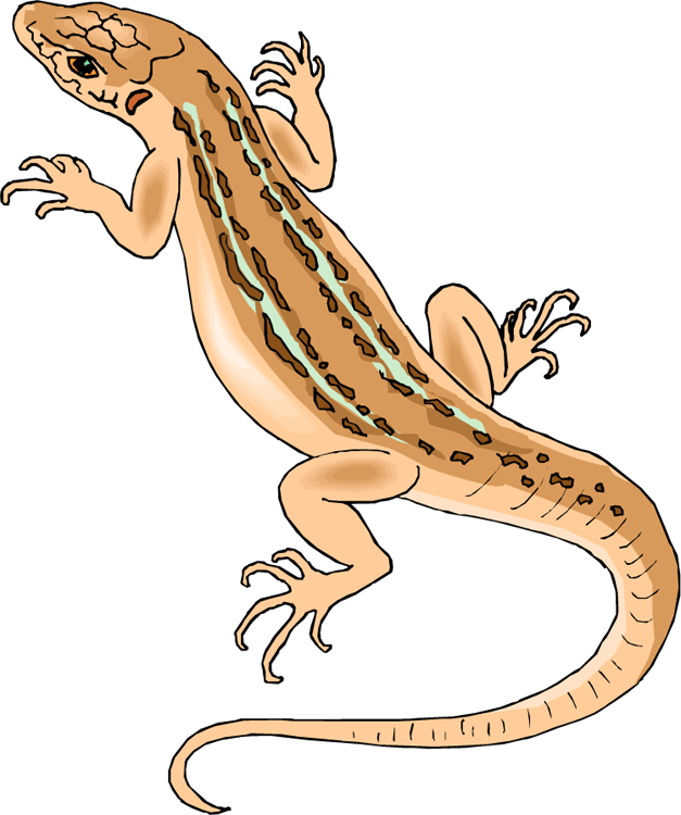 Free Lizard Clipart