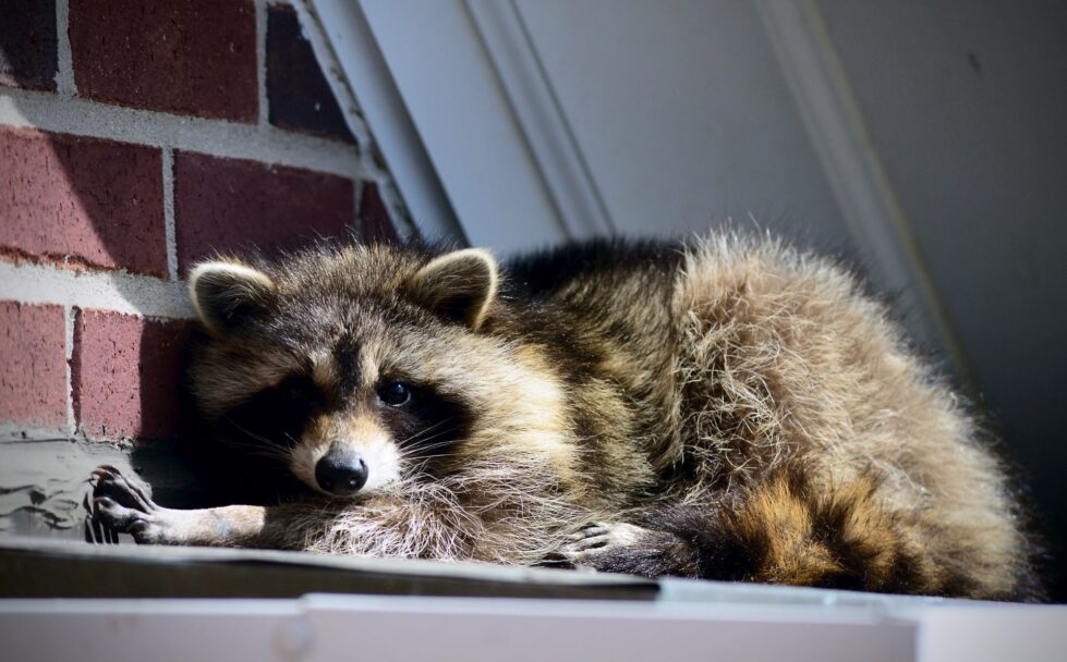 How to Remove Wildlife From The Attic Xceptional Wildlife Removal