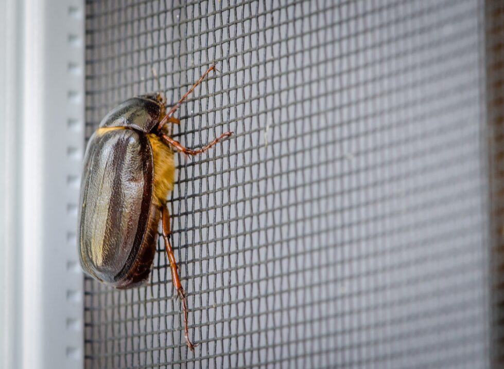How to Get Rid of June Bugs Wildlife Pros
