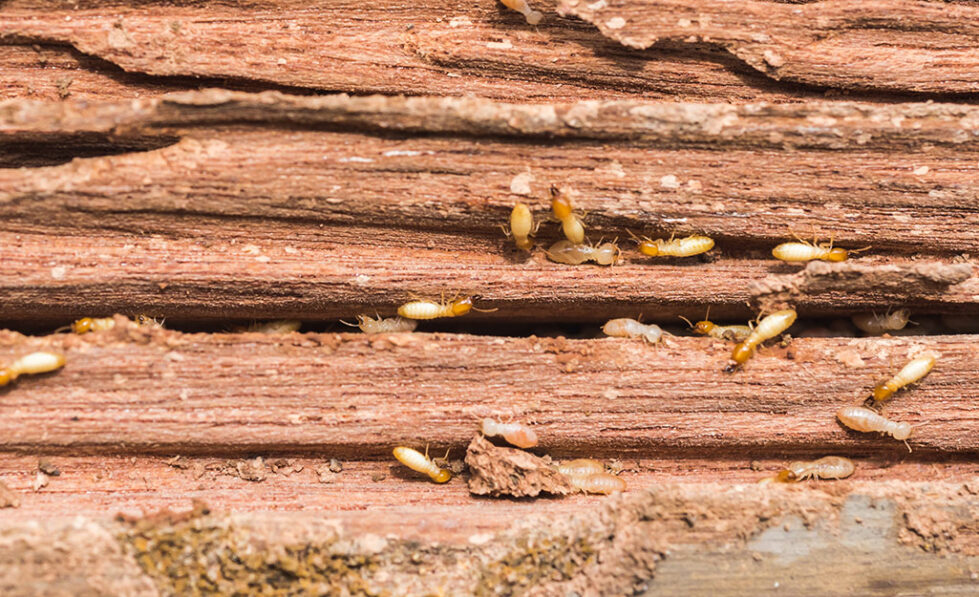 How to Tell if You Have a Termite Problem Xceptional Wildlife Removal