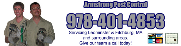 Leominster & Fitchburg Animal Control Wildlife Removal MA Armstrong