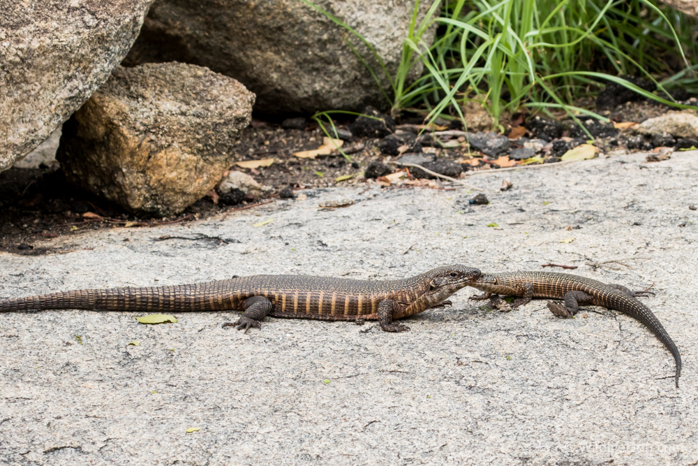 Wildlife Den South African Wildlife Photography » Giant Plated Lizard