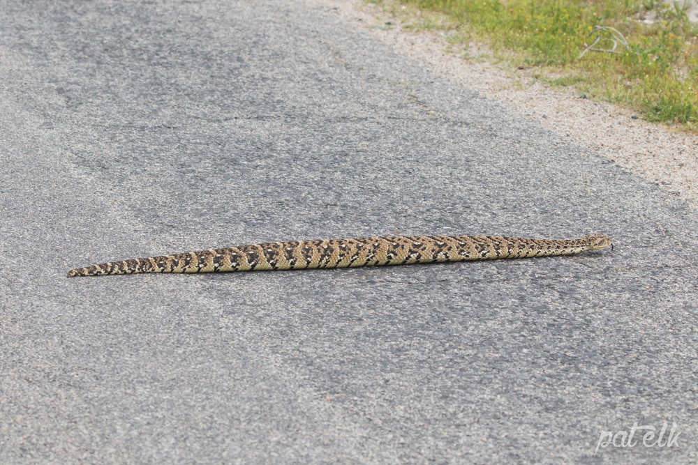 Wildlife Den South African Wildlife Photography » Puff Adder