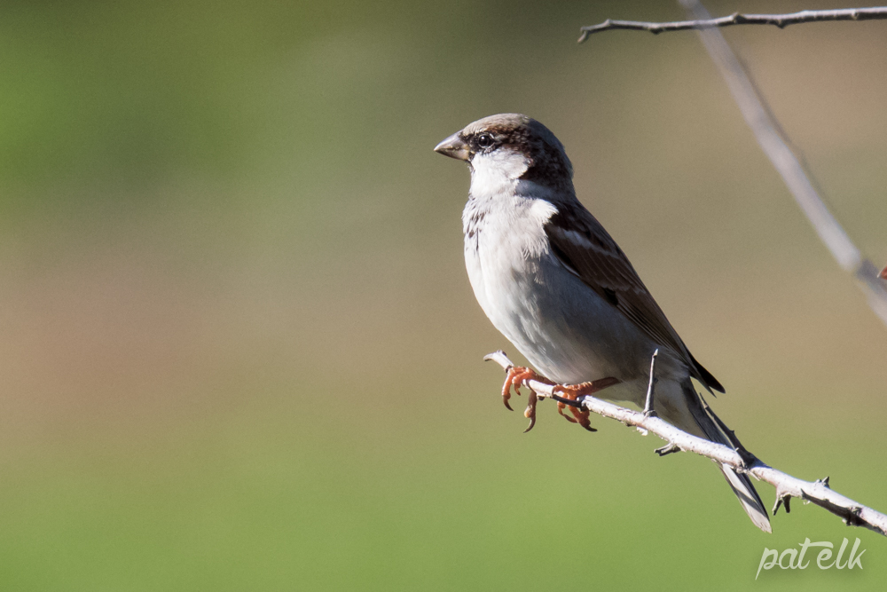 Wildlife Den South African Wildlife Photography » House Sparrow
