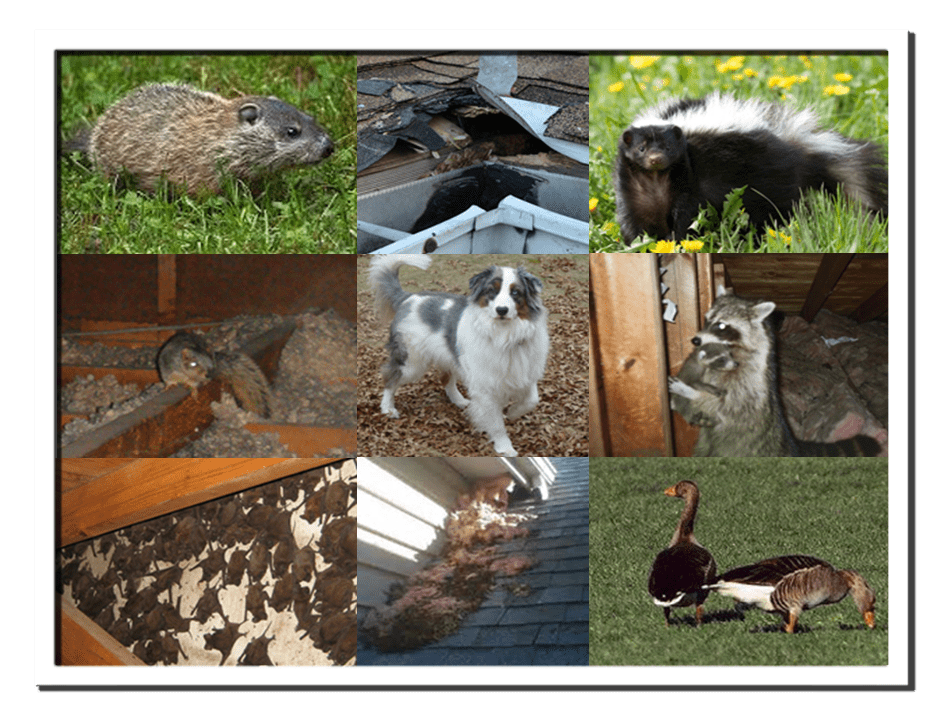 Wildlife Removal Animal Control Projects Bridgewater, MA & RI