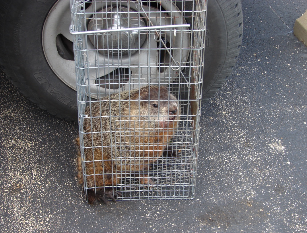 How To Trap A Groundhog Trapping Groundhogs How To Trap A Woodchuck A groundhog belongs to