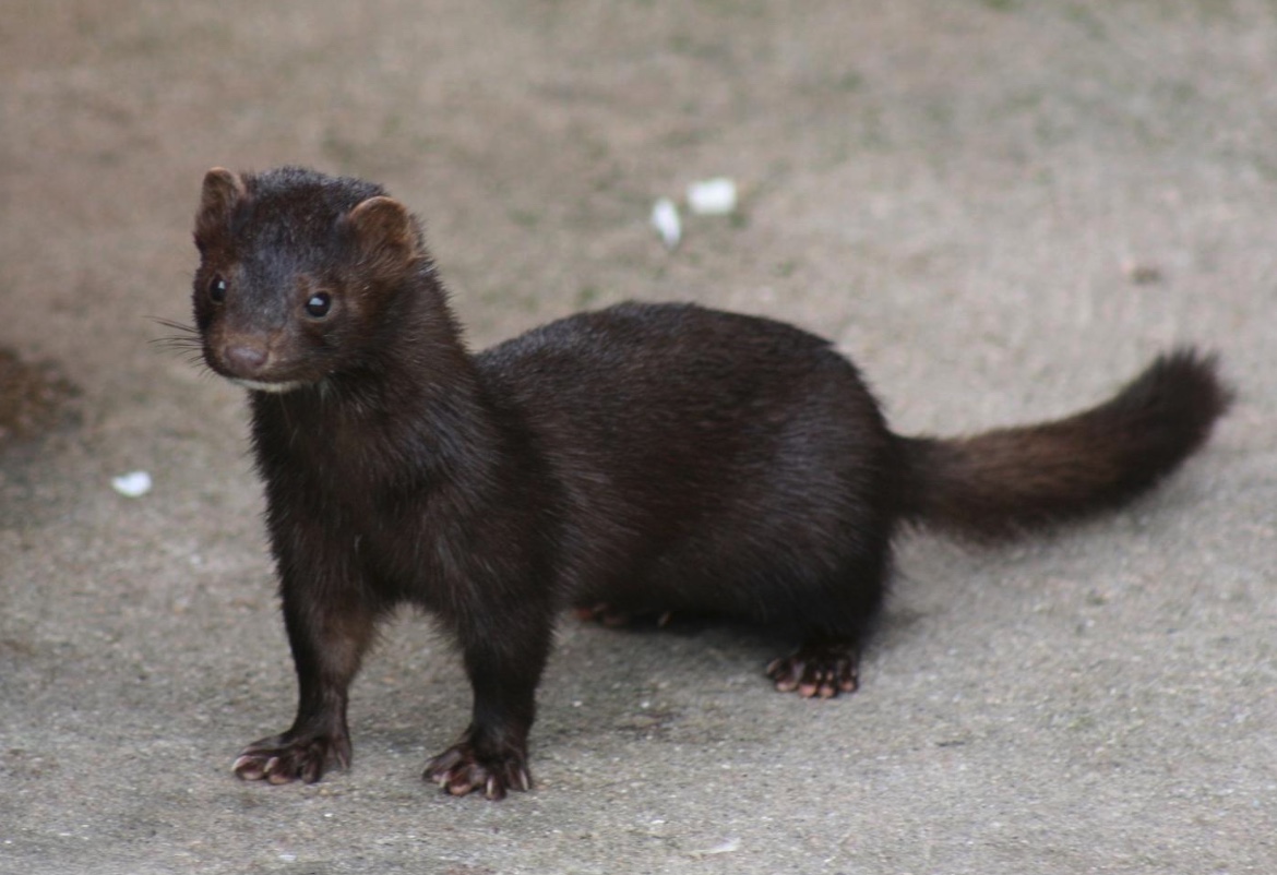 American Mink Wildlife Illinois