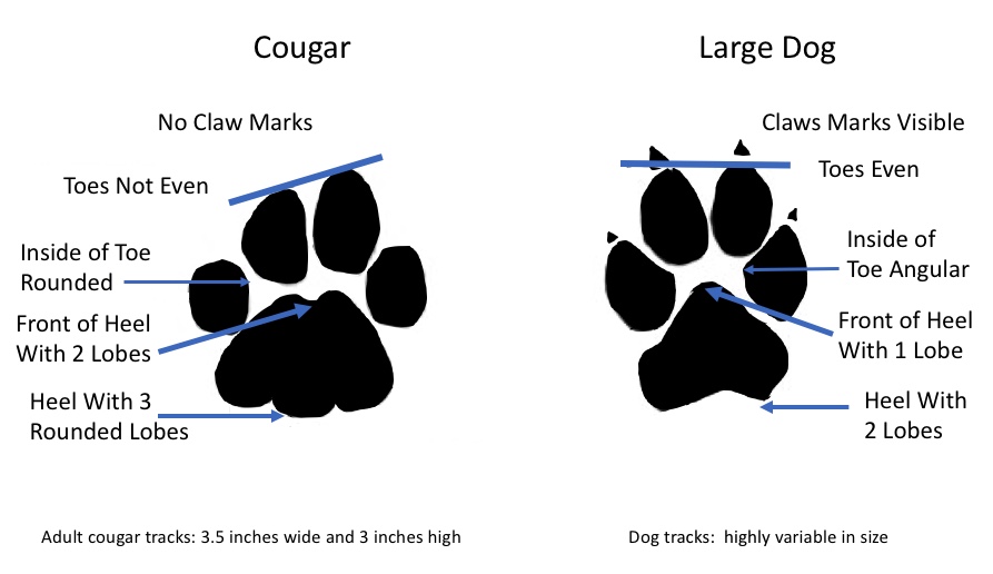 Cougar Wildlife Illinois