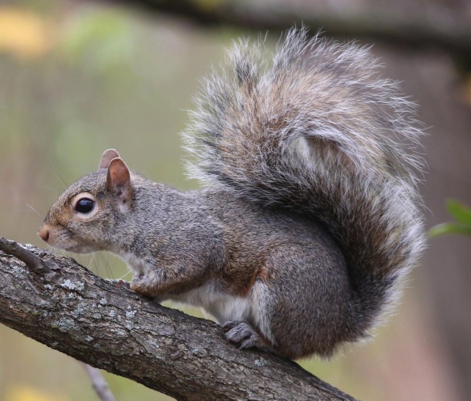 Gray Squirrels Wildlife Illinois