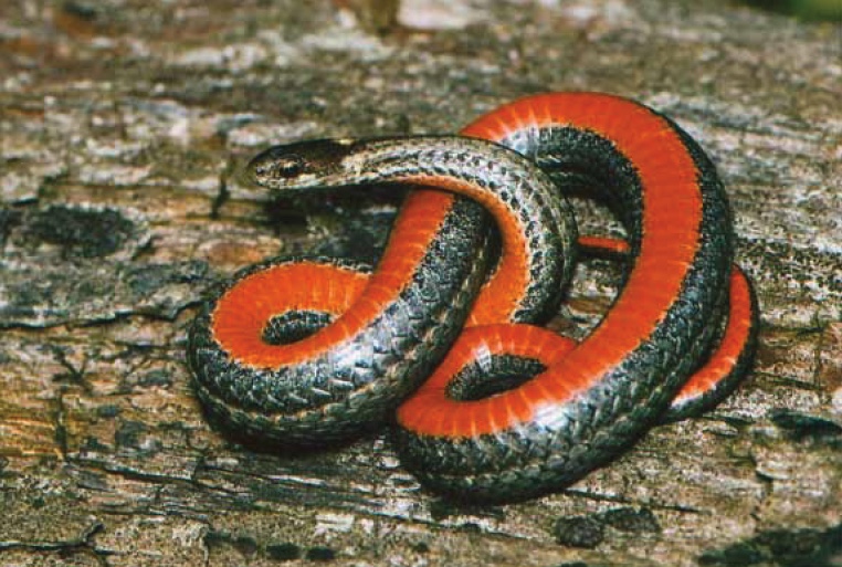 Redbellied Snake Wildlife Illinois