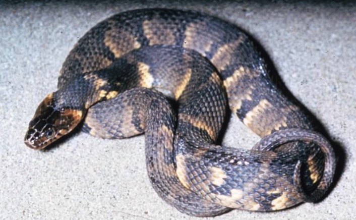 Southern Watersnake Wildlife Illinois