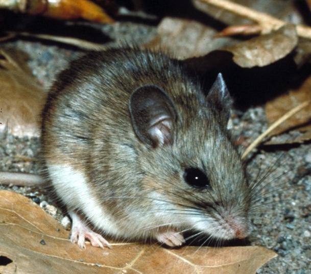 Rats and Mice Wildlife Illinois