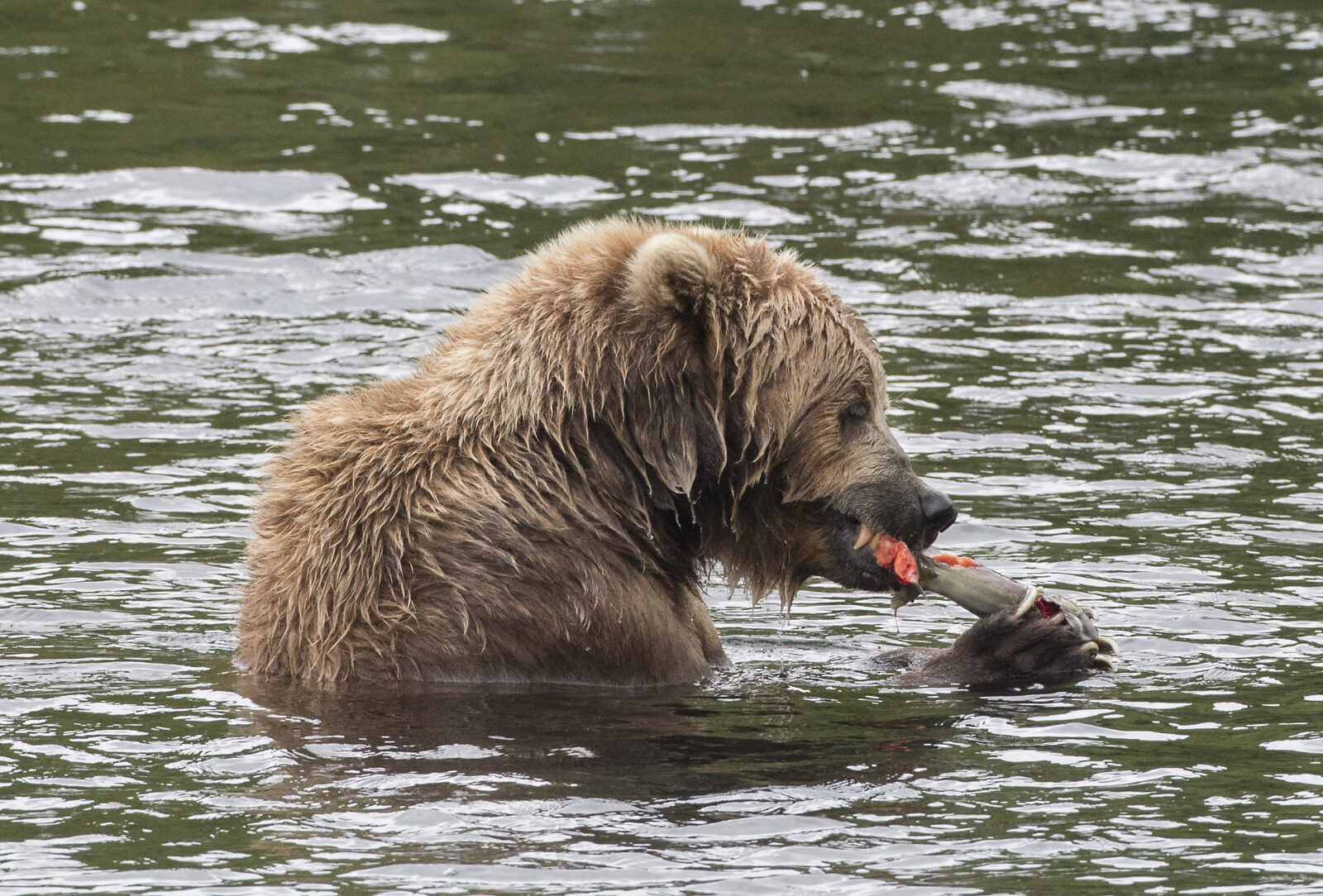 Best Places To See Bears In Alaska Wildlife Trails