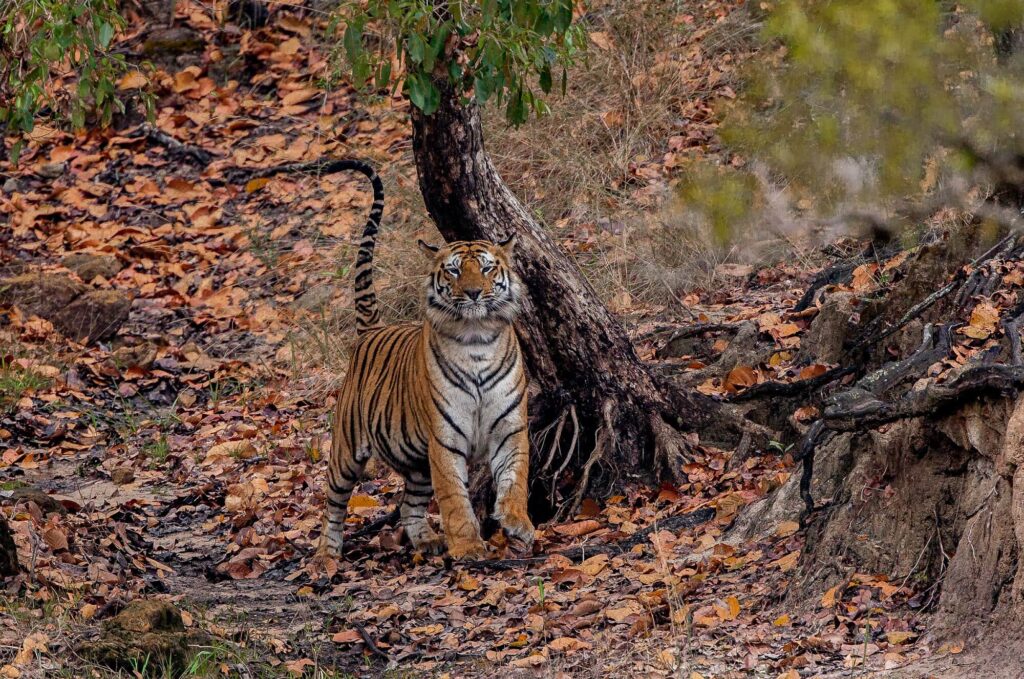 Best Places To See Tigers In India On Safari Wildlife Trails(04)