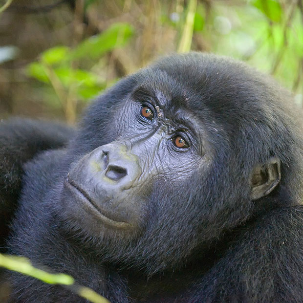 Gorilla Trekking Holidays To See Mountain & Lowland Gorillas Wildlife
