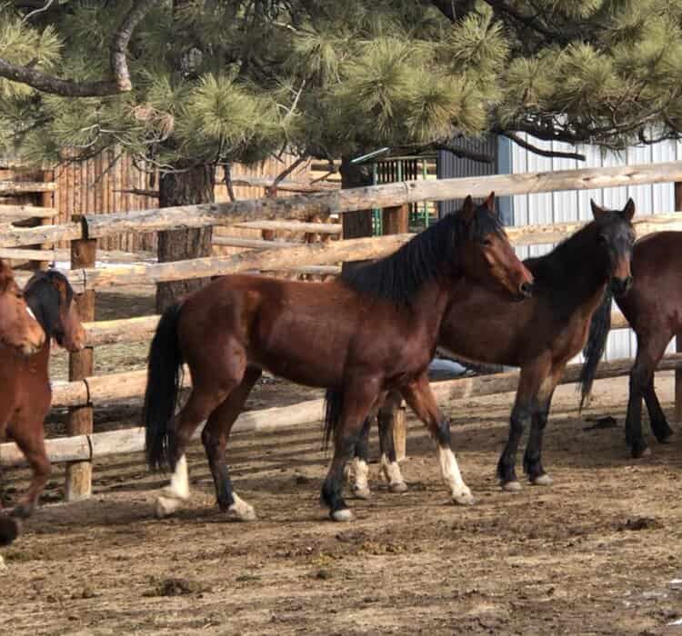 Colorado Horse Rescue Wild Rose Mustang Advocacy Group