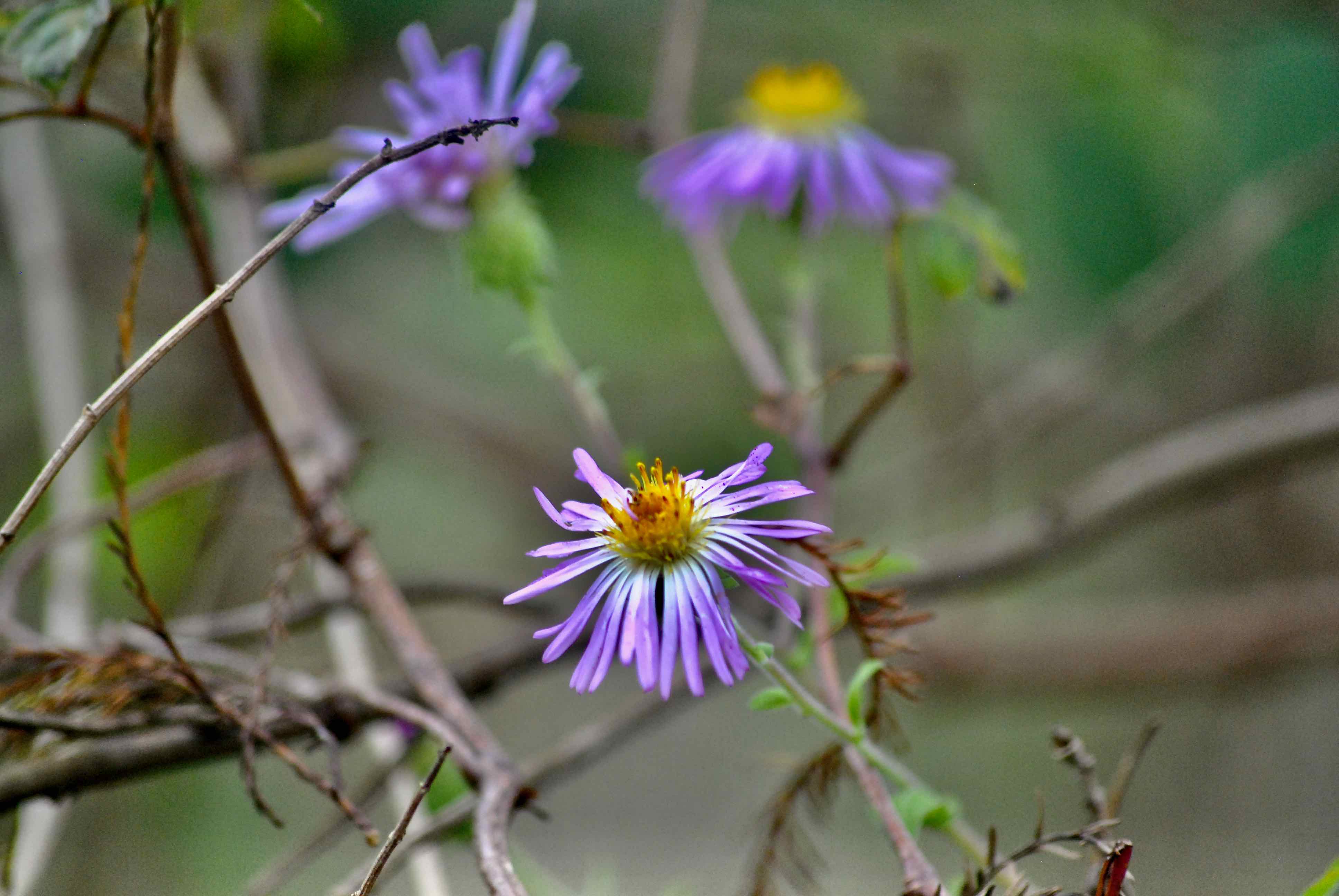 Climbing Aster