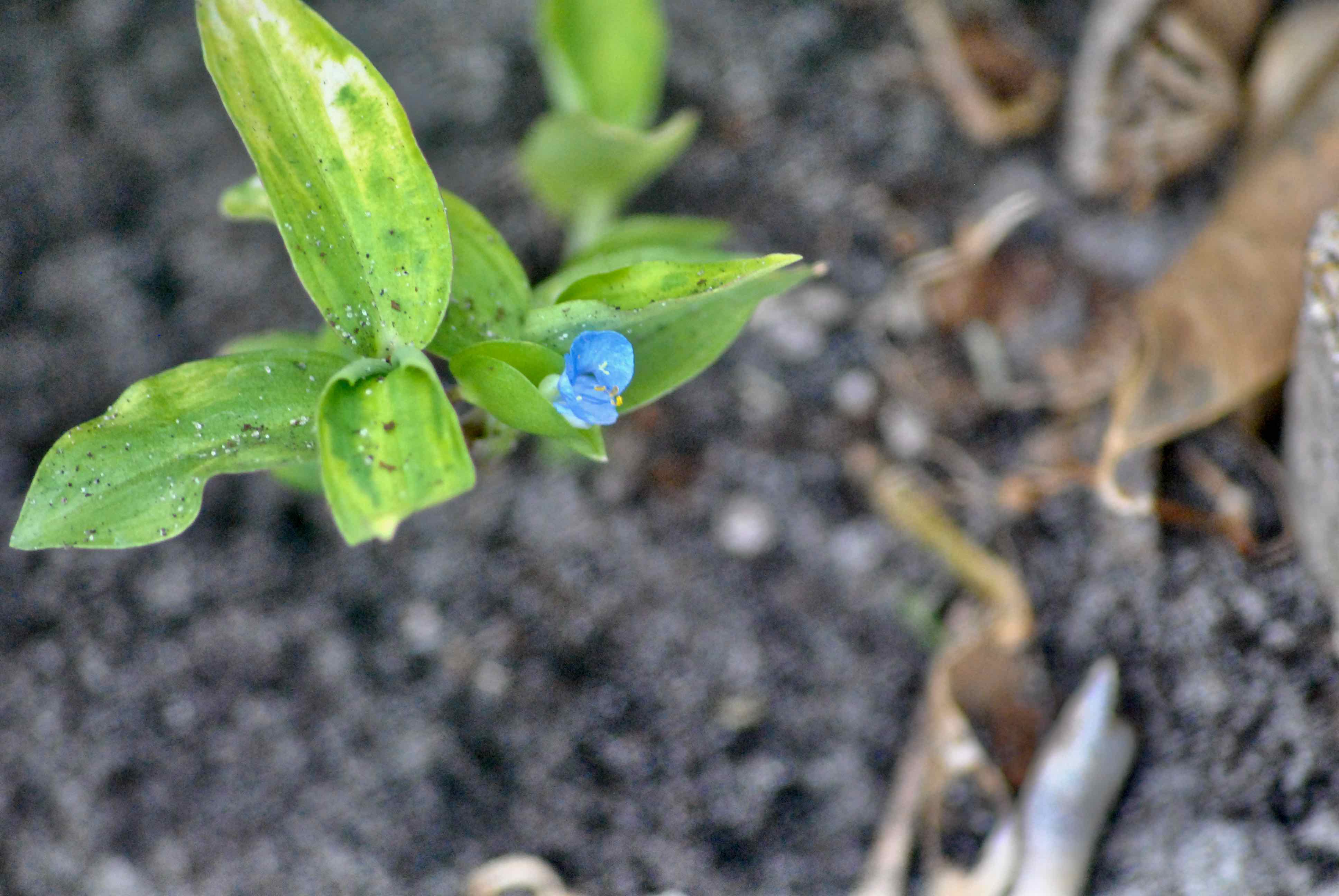 Common Dayflower