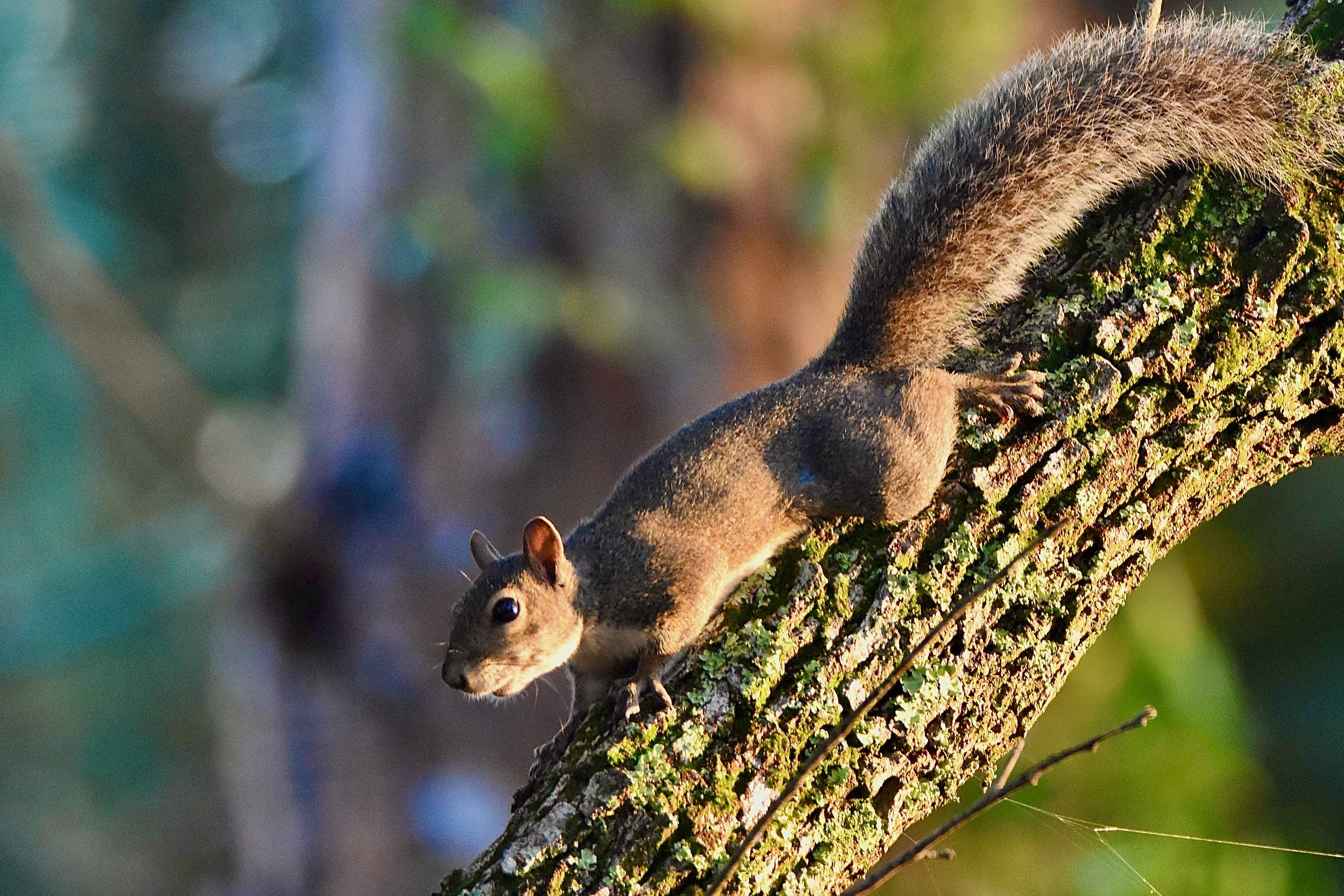 Eastern Gray Squirrel