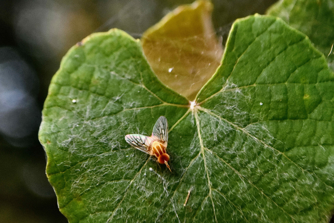 Sulphur Bee Fly