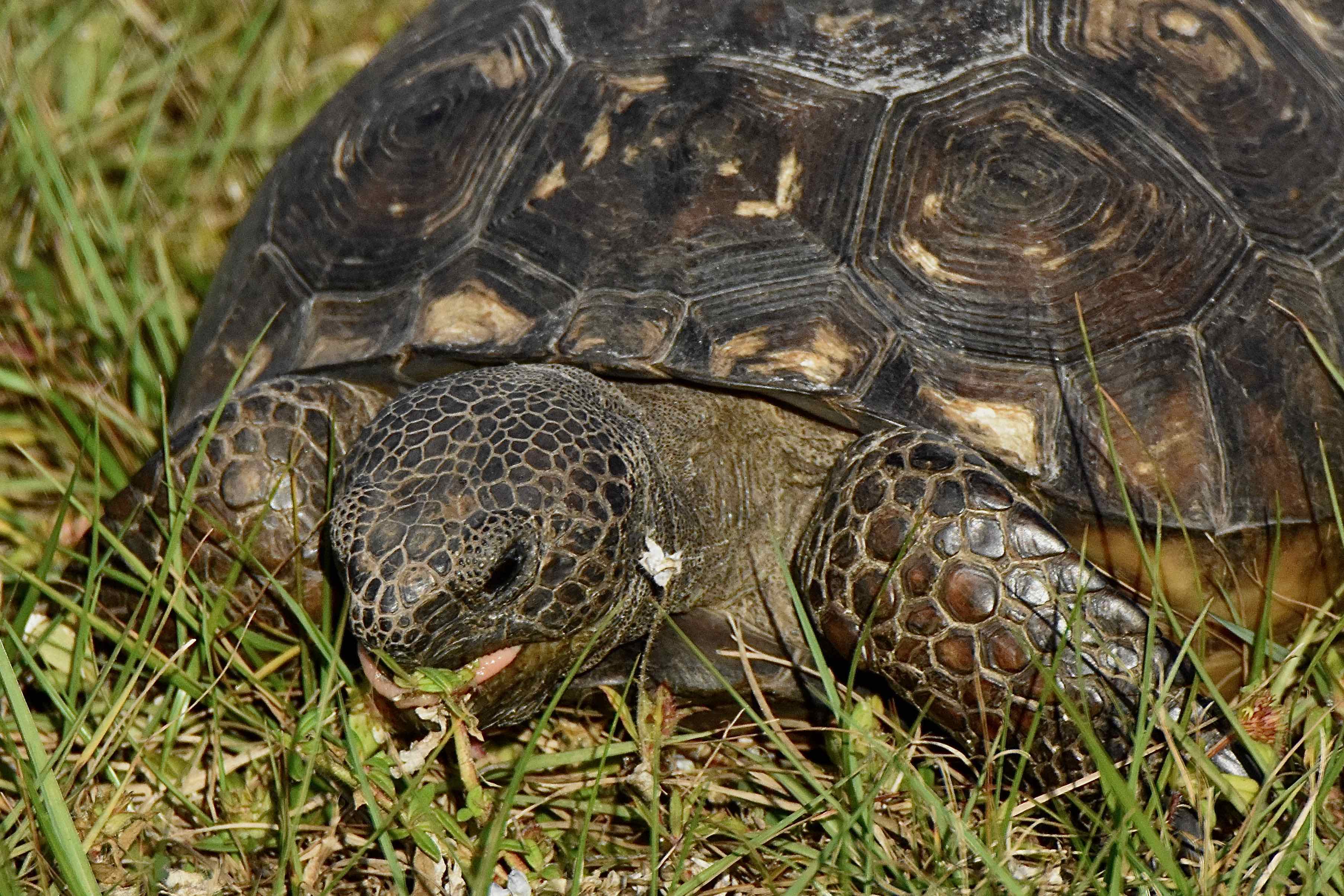 Gopher Tortoise