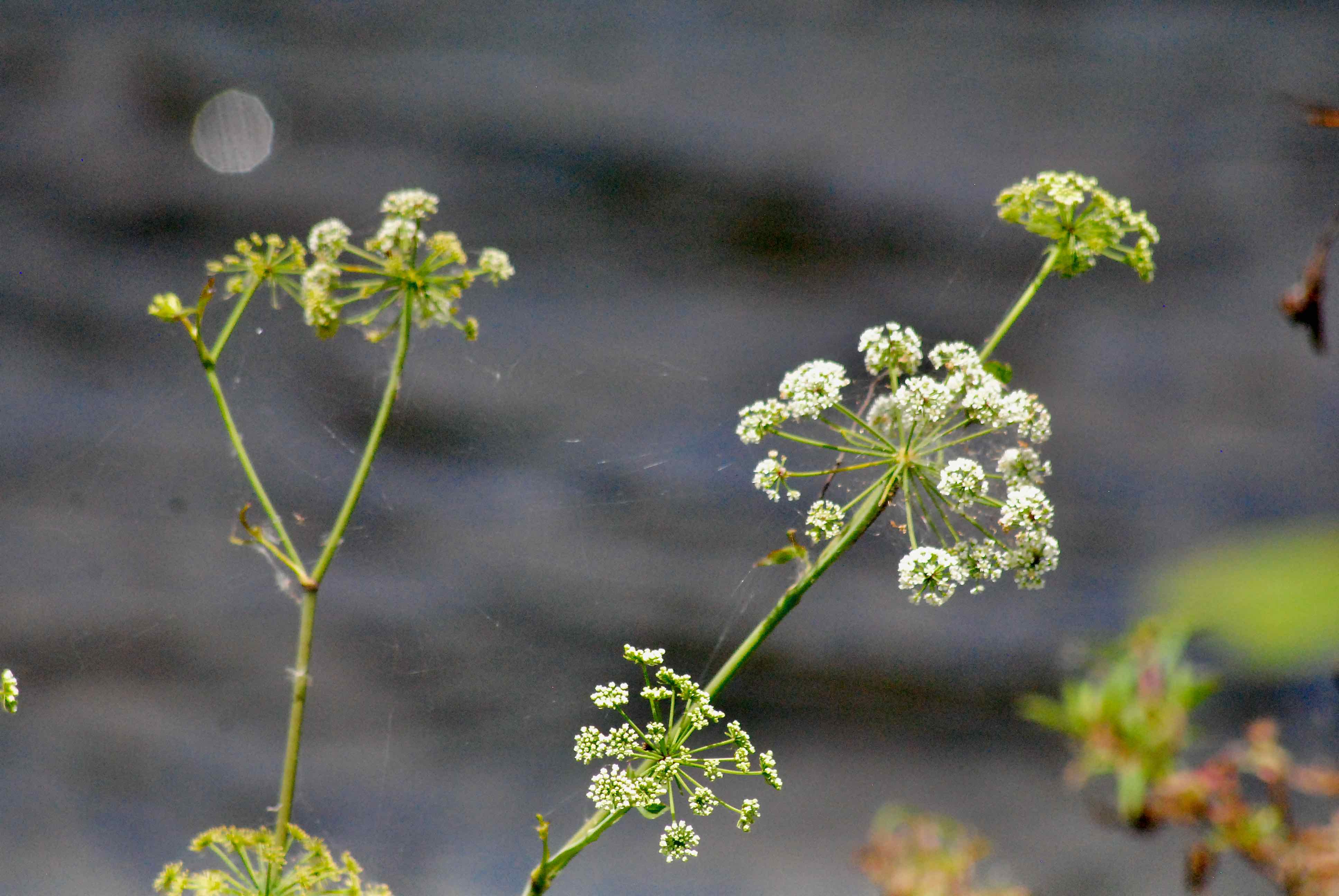 Spotted Water Hemlock