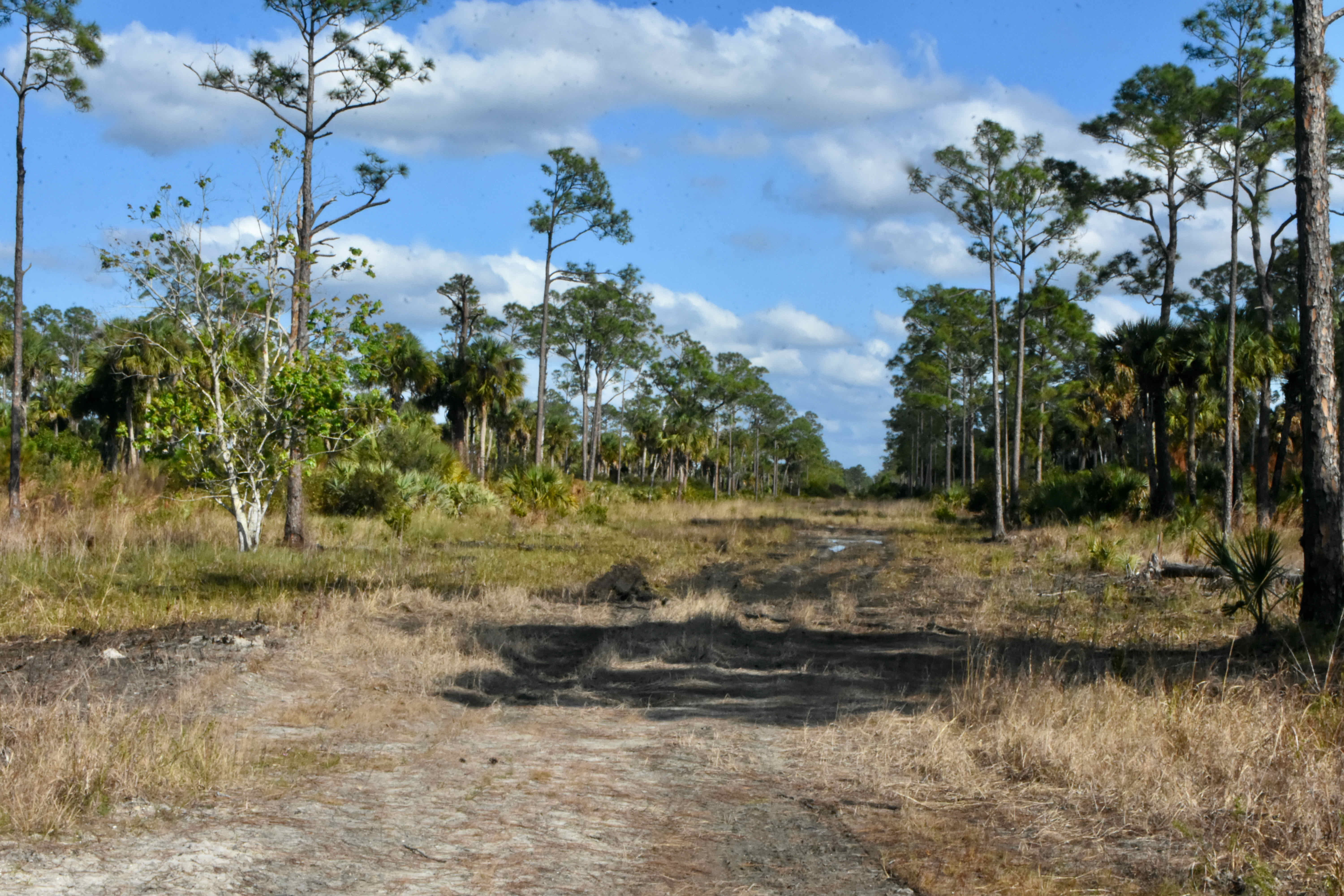 Hungryland Slough — Strolling Down Apachee Boulevard
