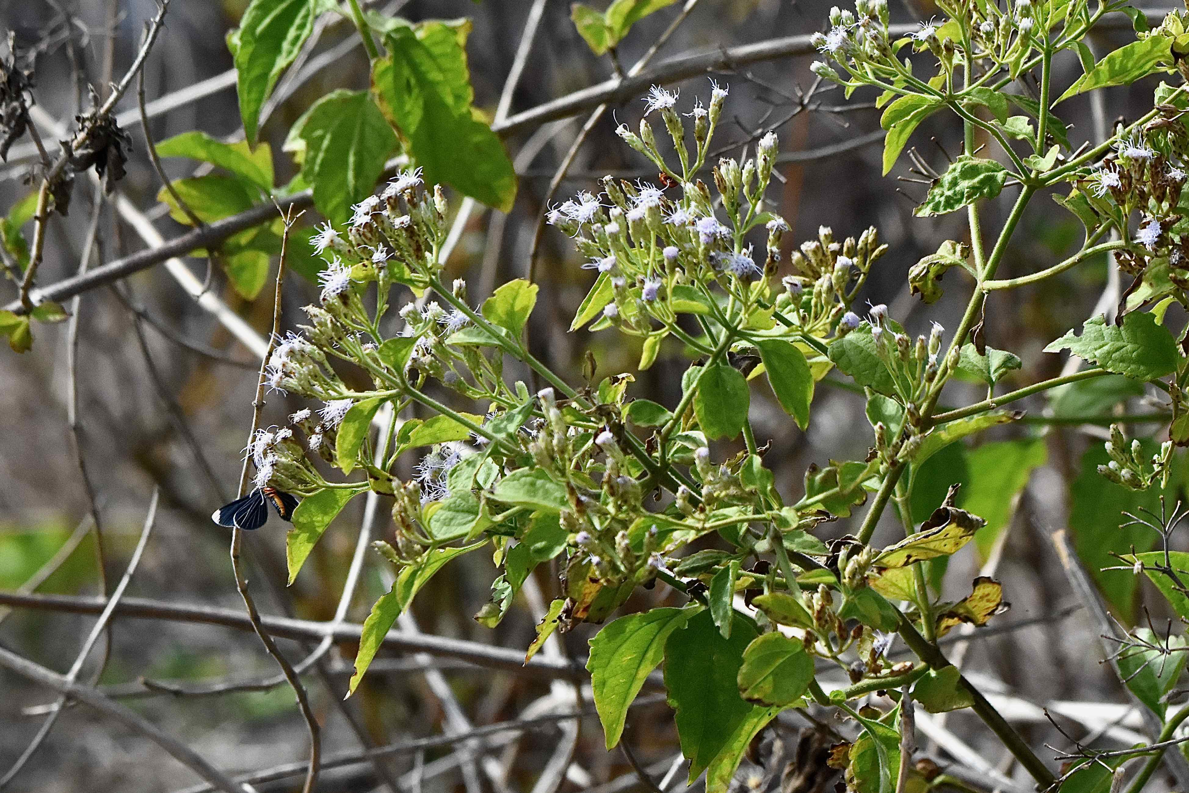 JackintheBush