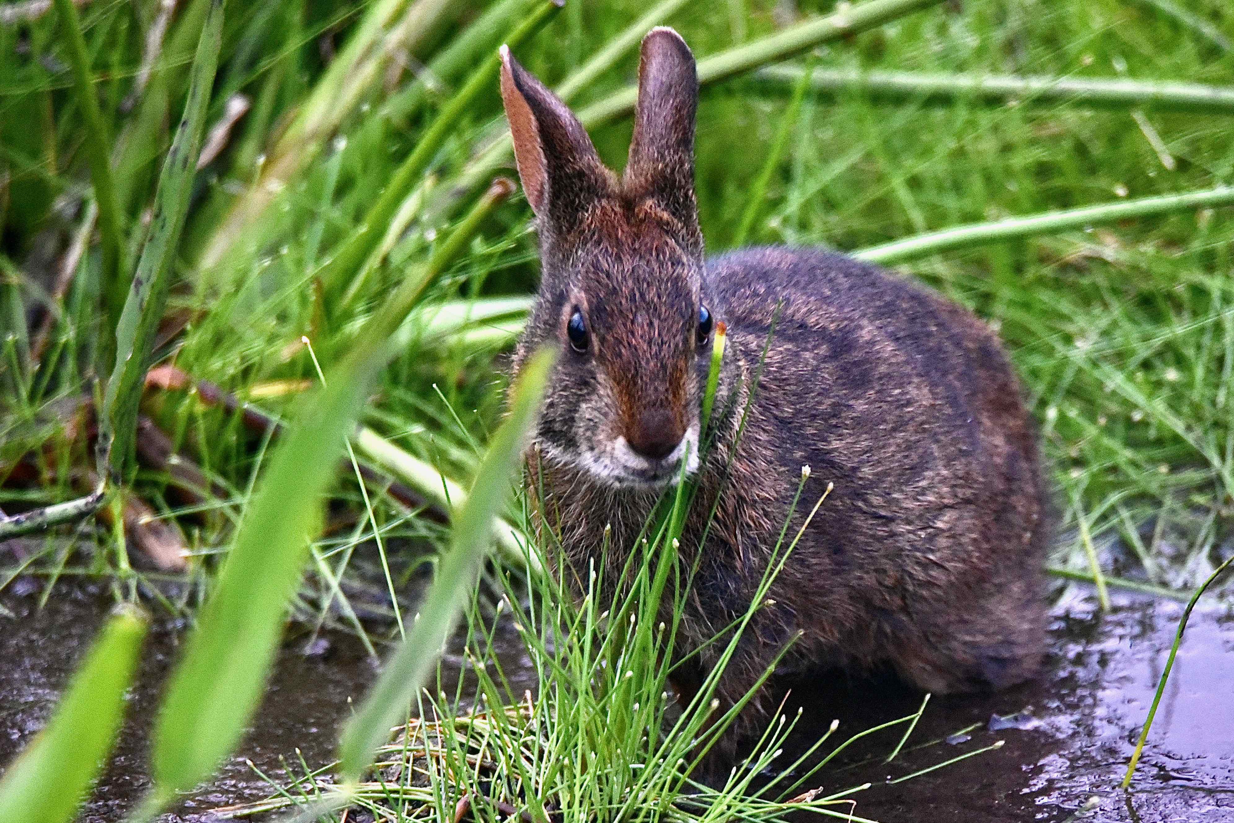 Marsh Rabbit