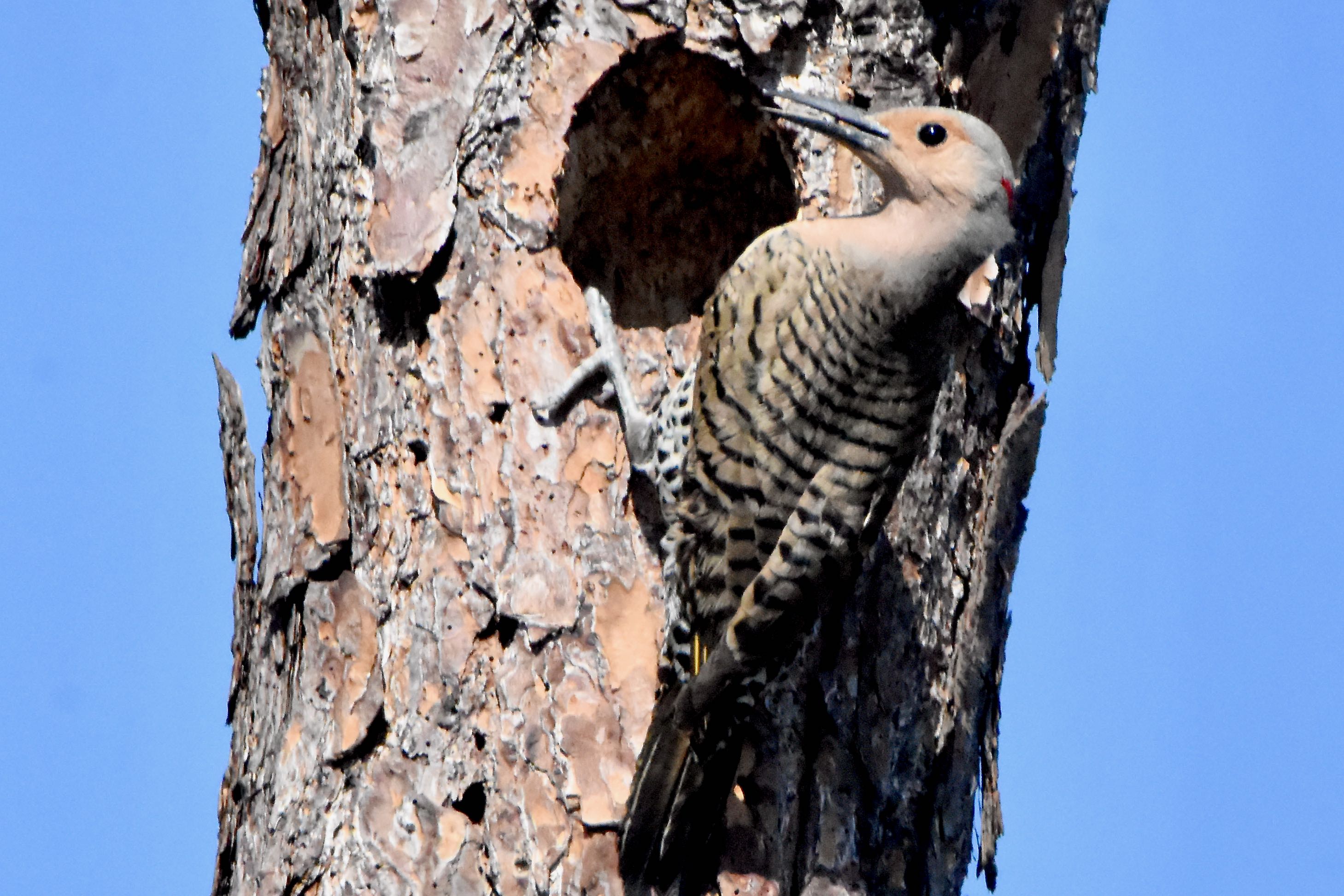 Northern Flicker Woodpecker