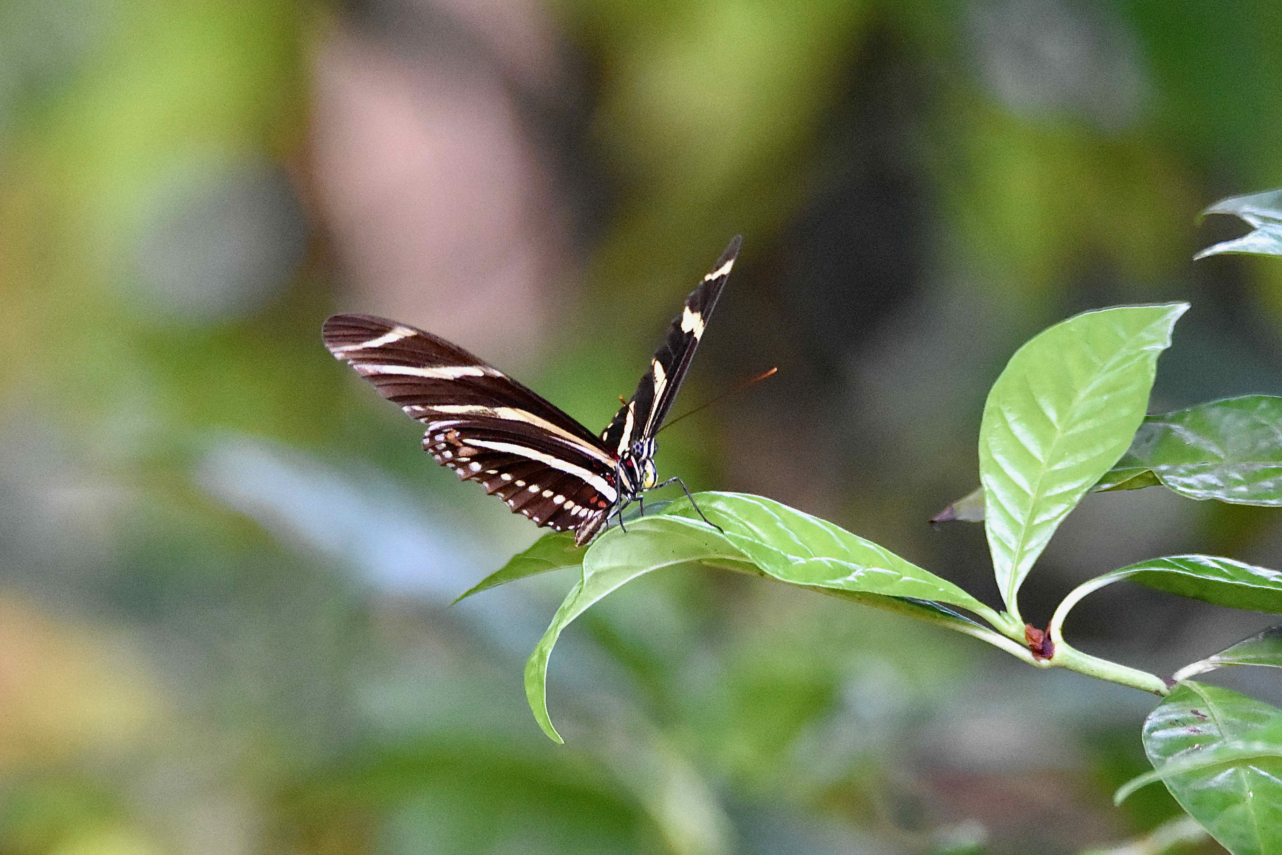 Zebra Longwing Butterfly