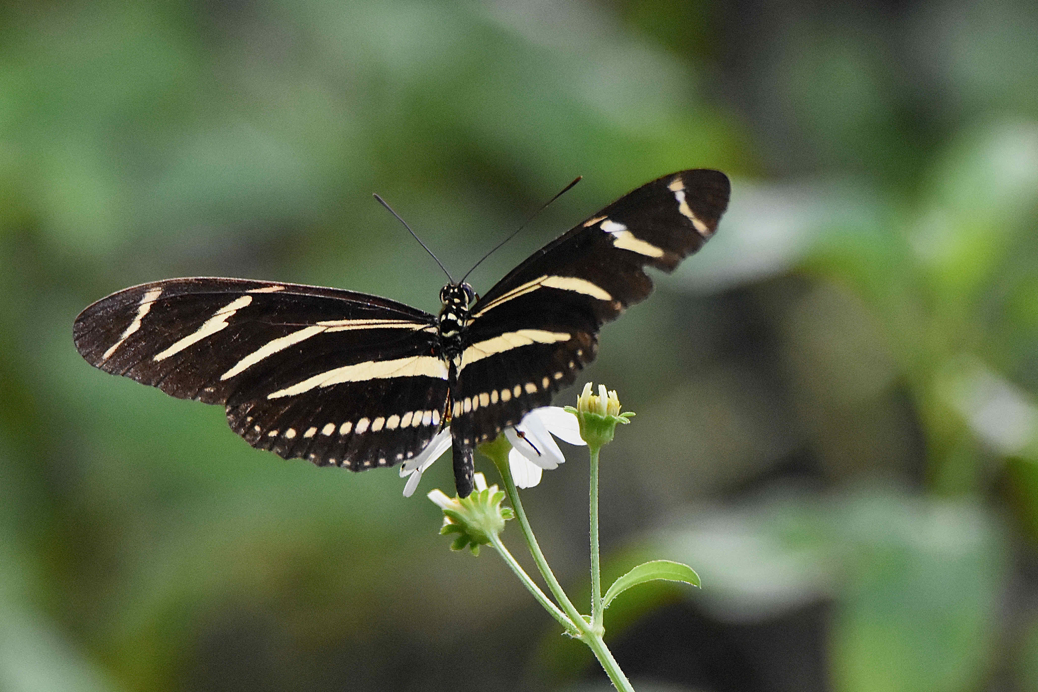 Zebra Longwing Butterfly