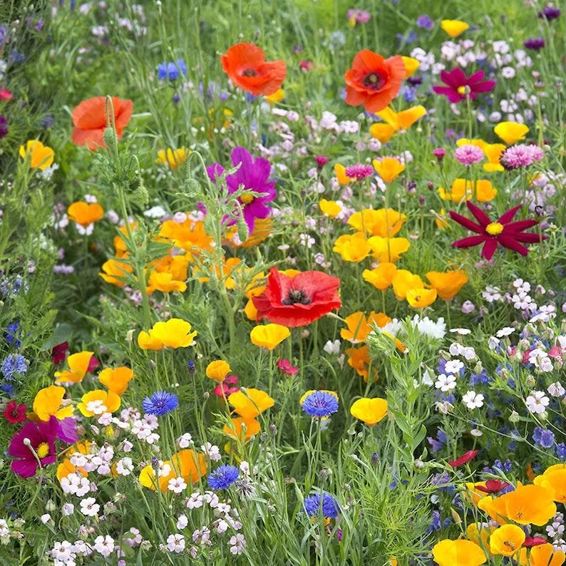 Drought Tolerant 100 Wildflower mix Wild Wales Seeds