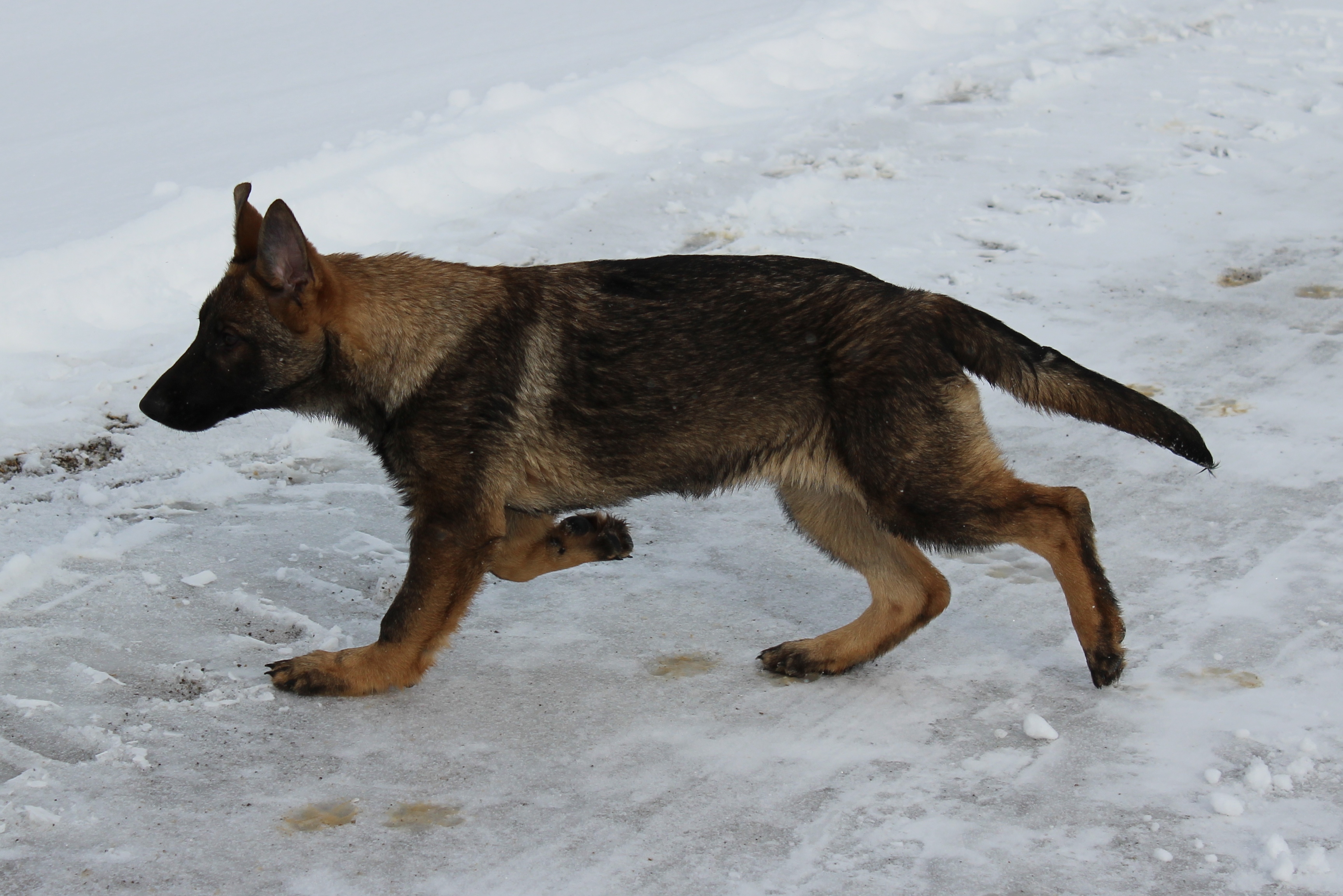 German Shepherd Puppies